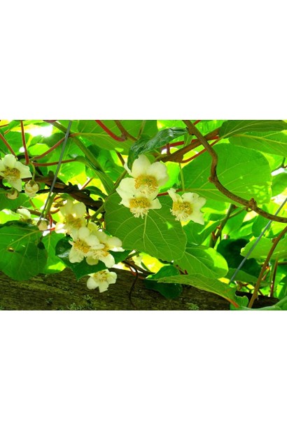 Актинидия аргута Дон Жуан мужская (опылитель) | Actinidia arguta Don Juan | Актинідія аргута Дон Жуан чоловіча (опилювач)